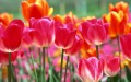 Pintura de flores de tulipanes de fotos a arte